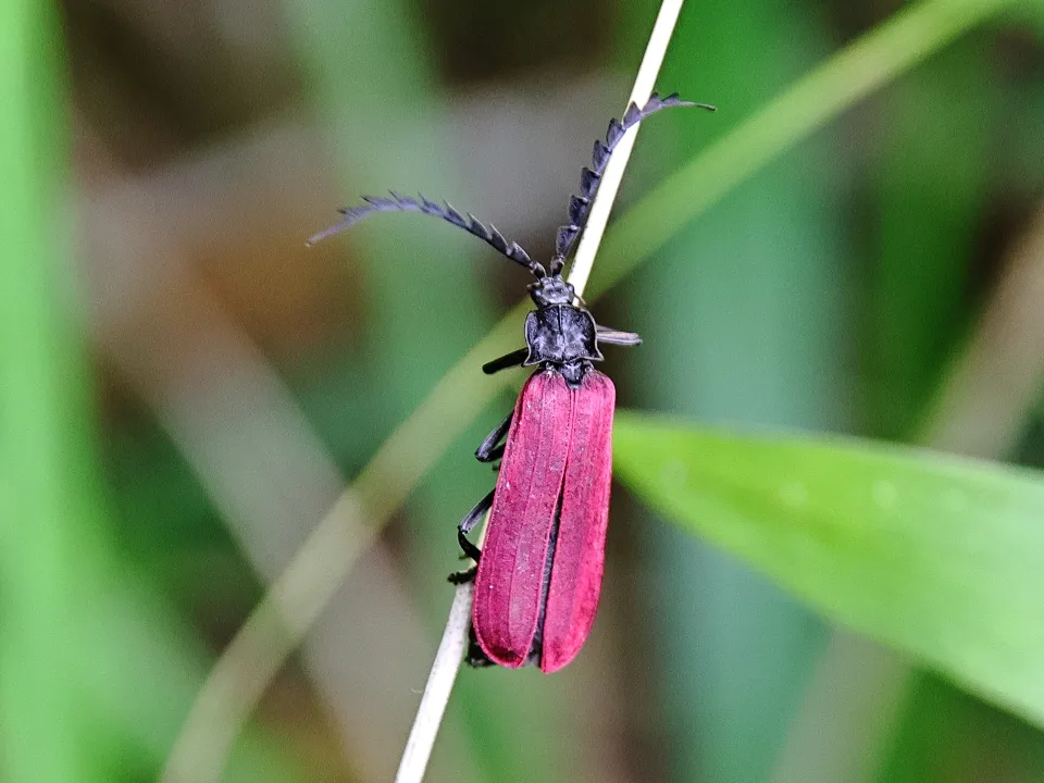 カクムネベニボタル♀