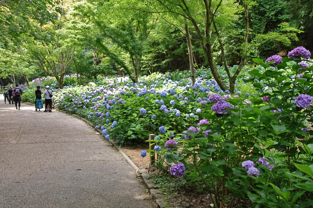 あじさい坂