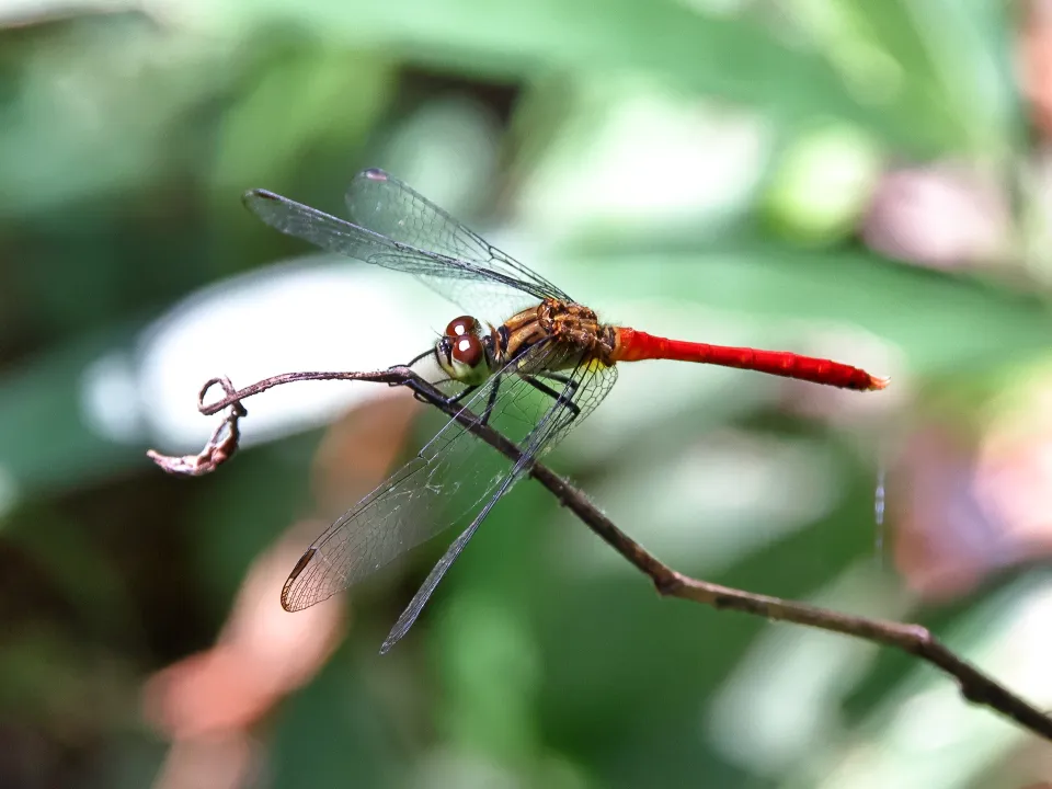 マユタテアカネ♂