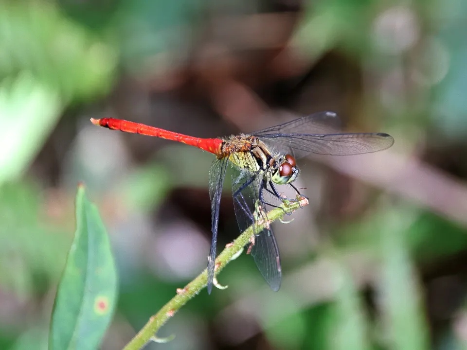 マユタテアカネ♂