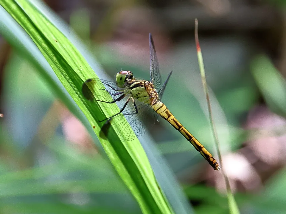 マユタテアカネ♀