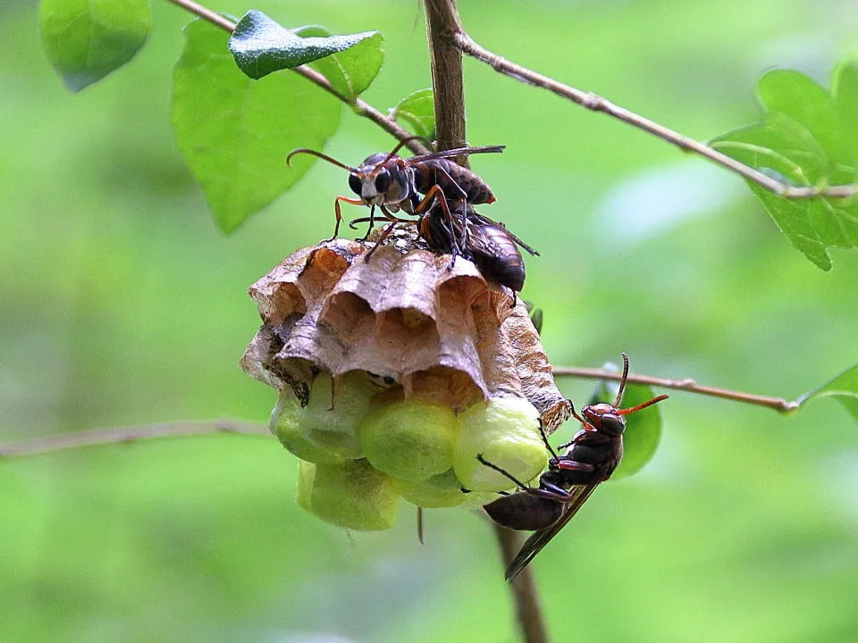 キボシアシナガバチ