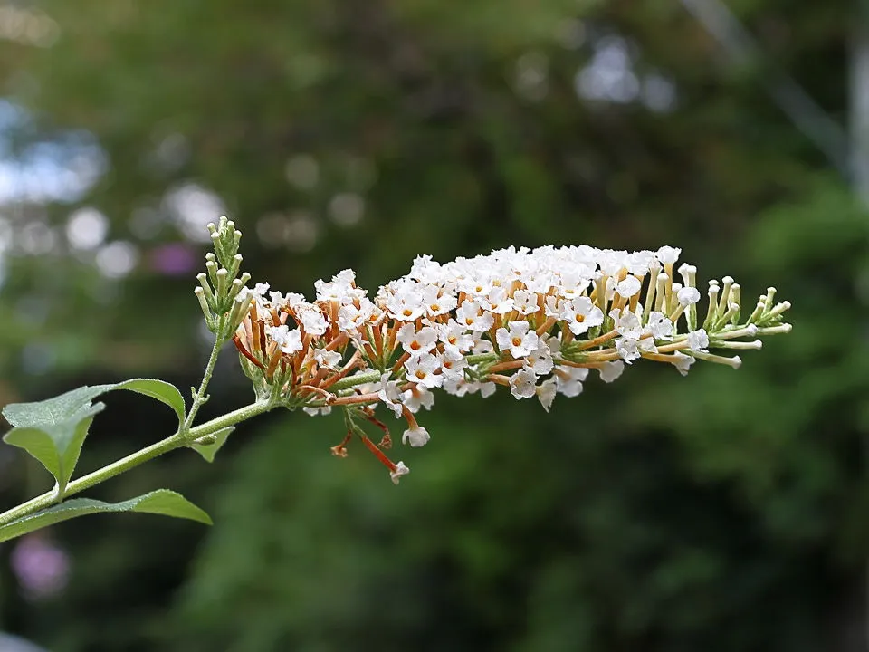 フサフジウツギの白花