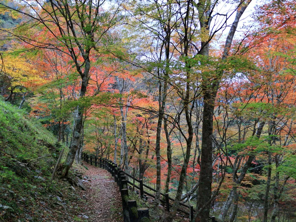 瀬戸川渓谷遊歩道の紅葉