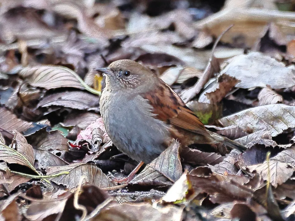 カヤクグリ