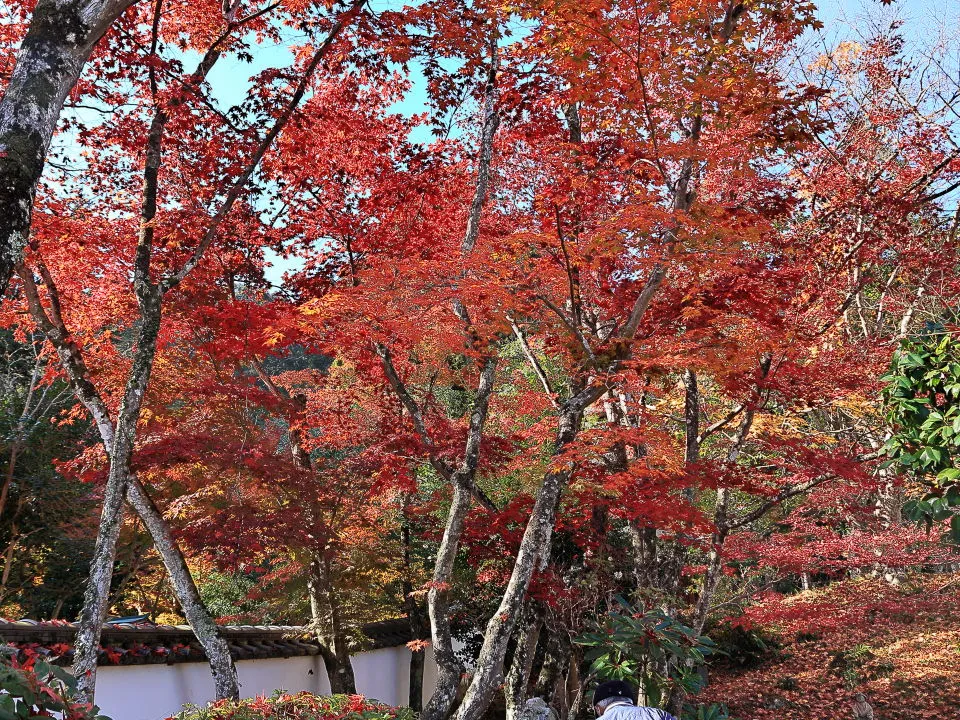 西林寺庫裡庭の紅葉