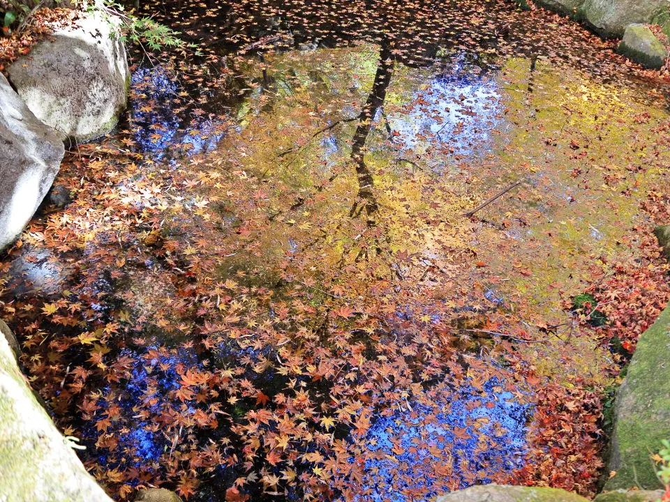 池に浮かぶ紅葉の落葉