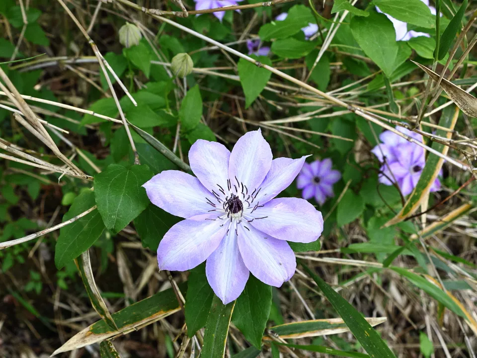 カザグルマ（淡紫色）