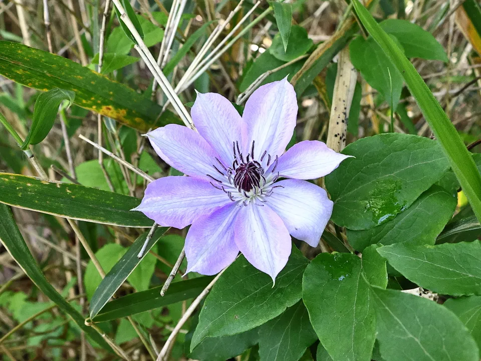 カザグルマ（淡紫色）