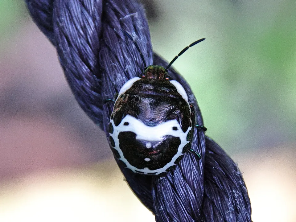 アカスジキンカメムシの終齢幼虫