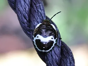 アカスジキンカメムシの終齢幼虫