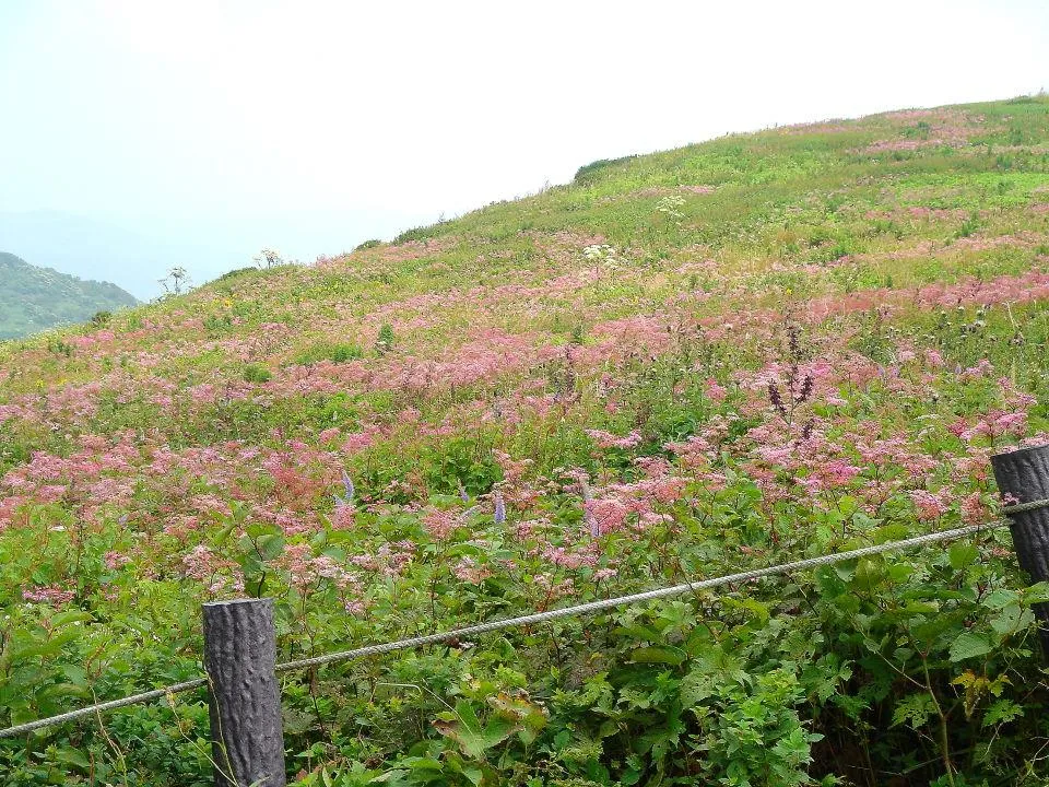 伊吹山シモツケソウ