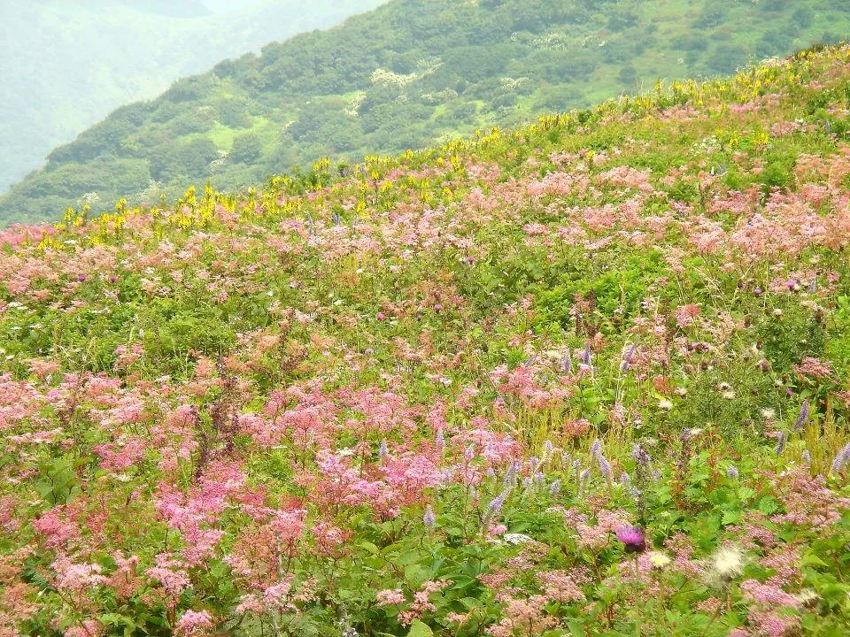 伊吹山シモツケソウ