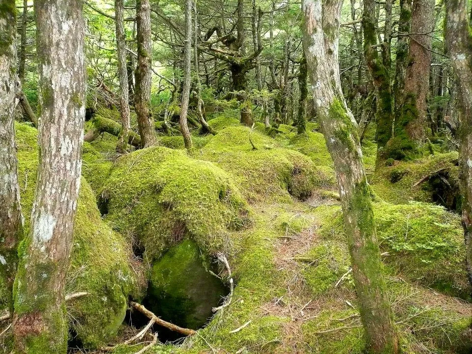 白駒の池原生林