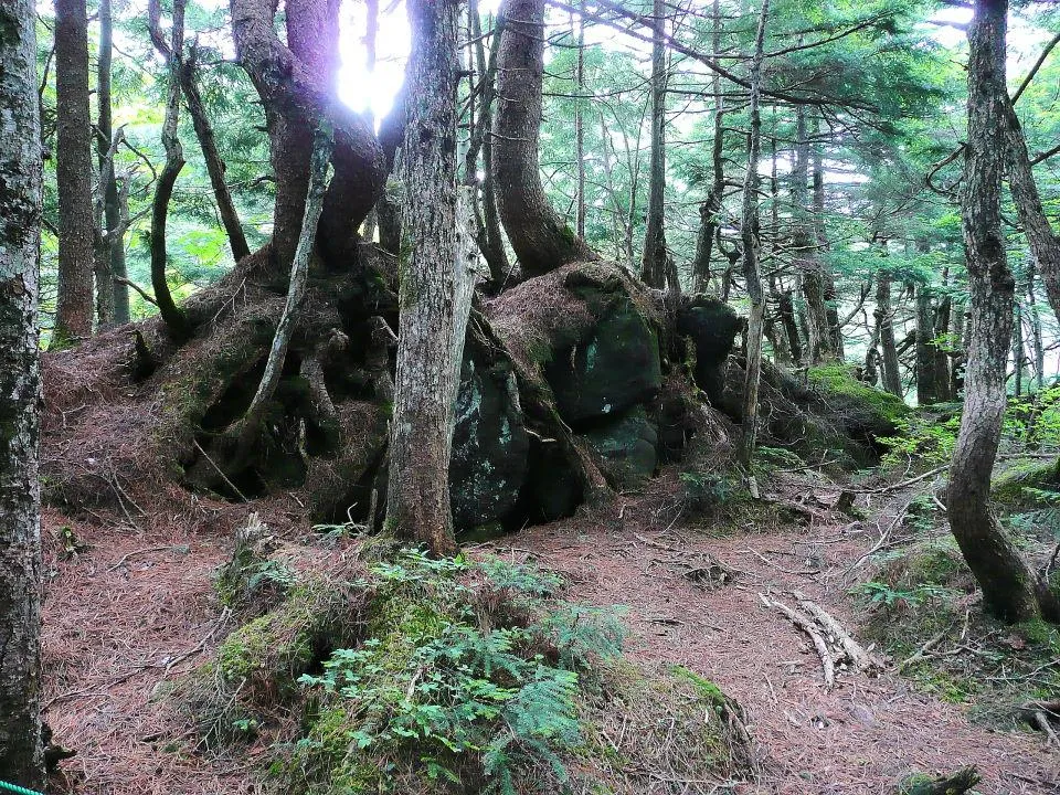 白駒の池原生林