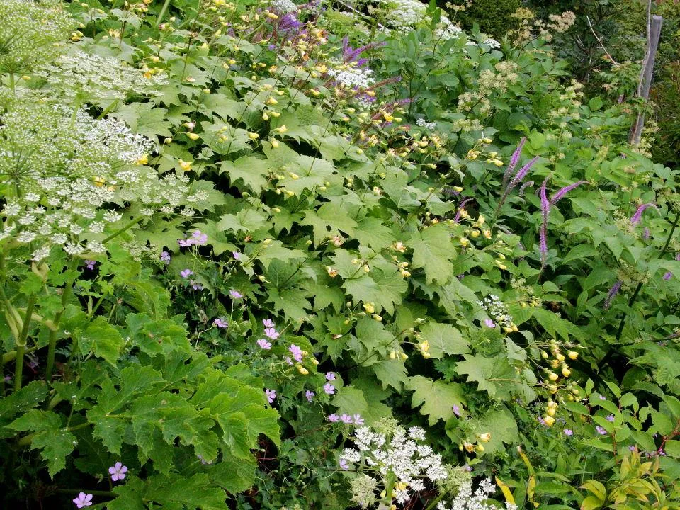 頂上ヒュッテの花畑