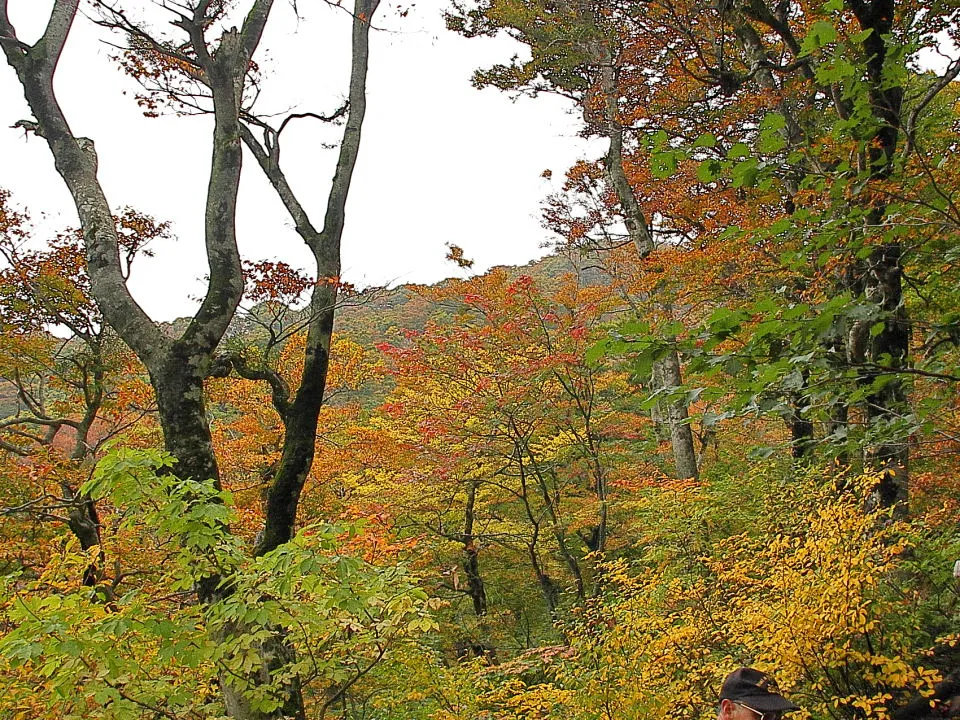 夏山登山口周辺の色付き