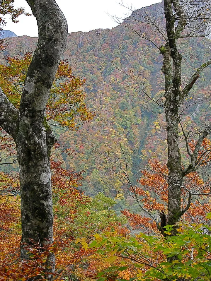 行者谷ルートの紅葉