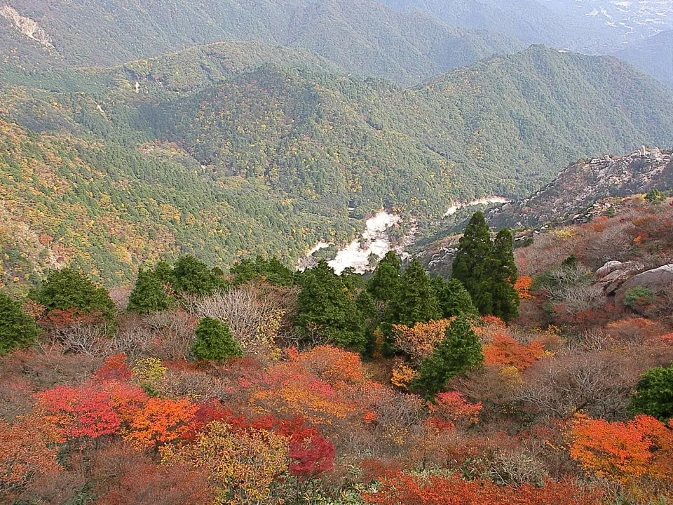 中道