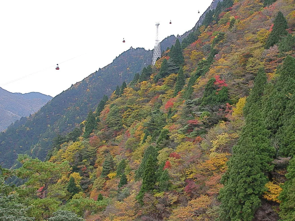 「中道」から見る紅葉