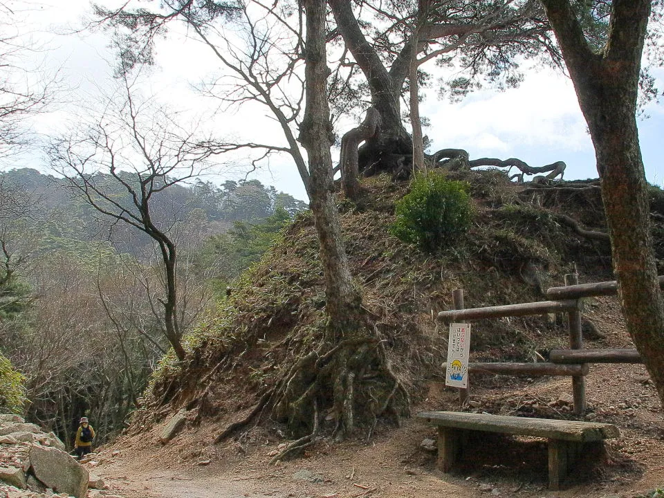 根上の松