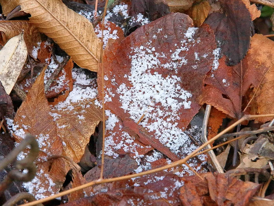 雪も