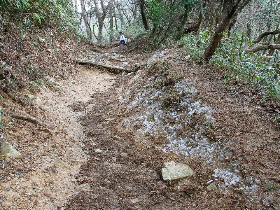 一面の霜柱