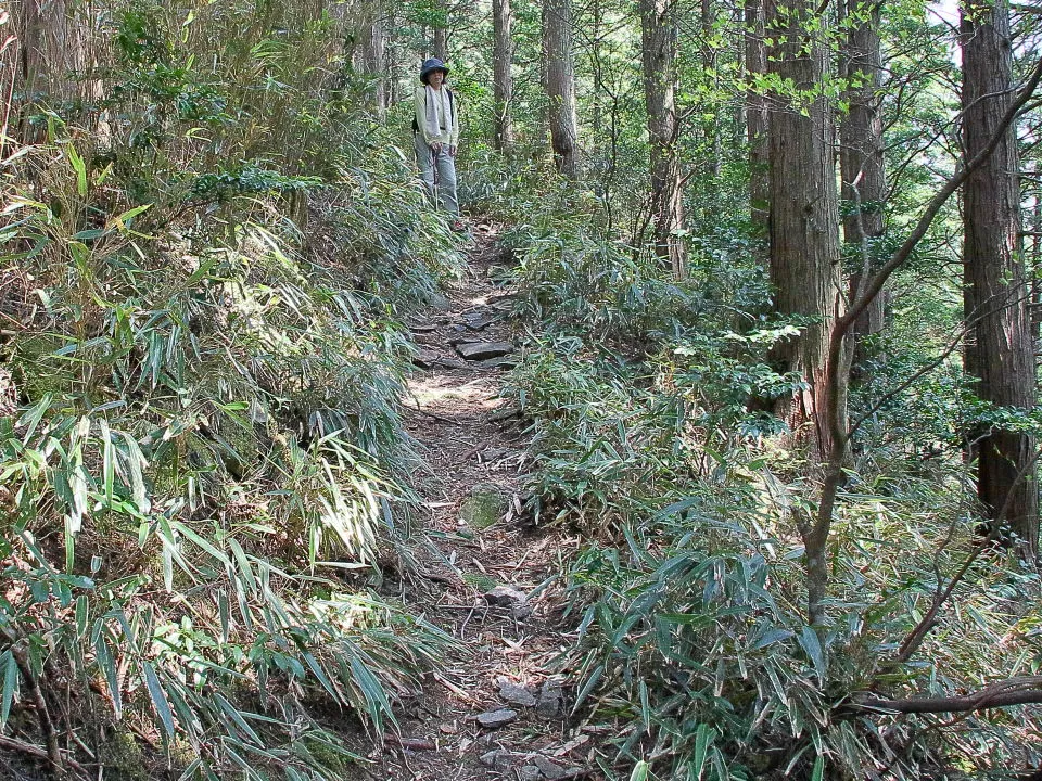 笹が多い尾根道