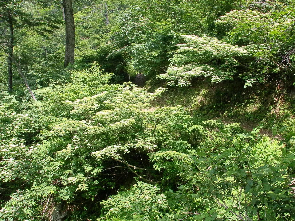 登山道から