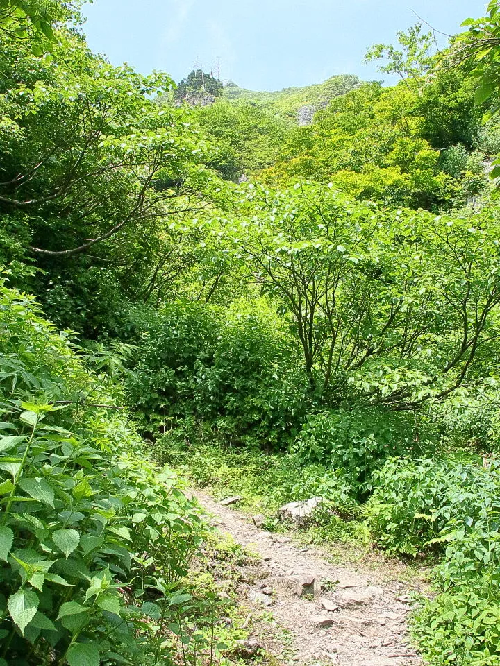 登山道