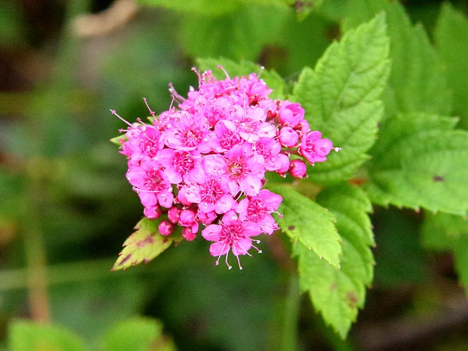 シモツケ