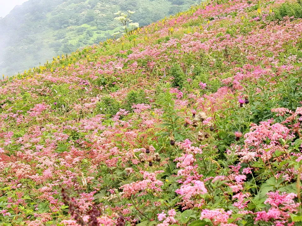 シモツケソウの花畑