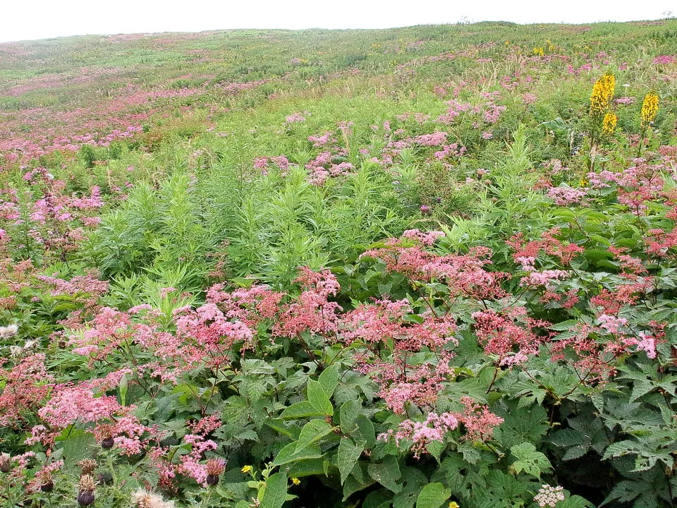 シモツケソウの花畑