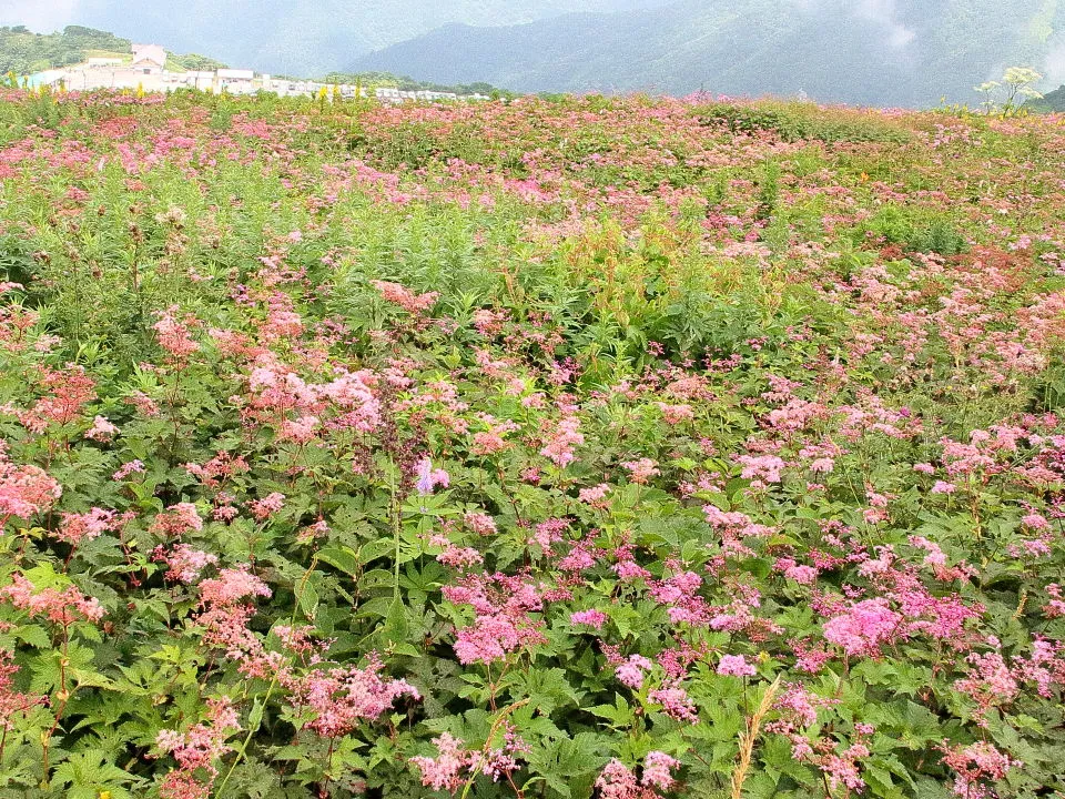 シモツケソウの花畑