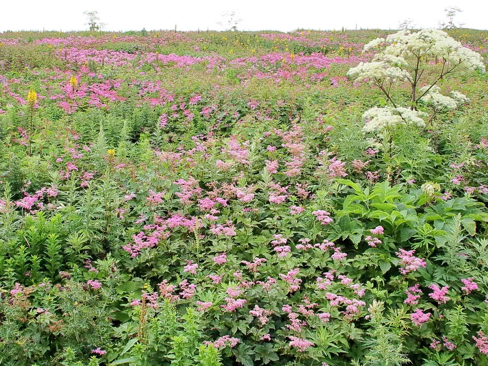 シモツケソウの花畑