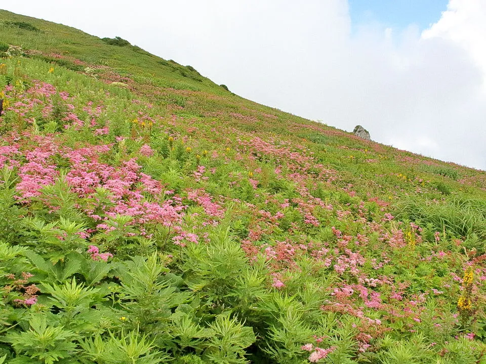 シモツケソウの花畑