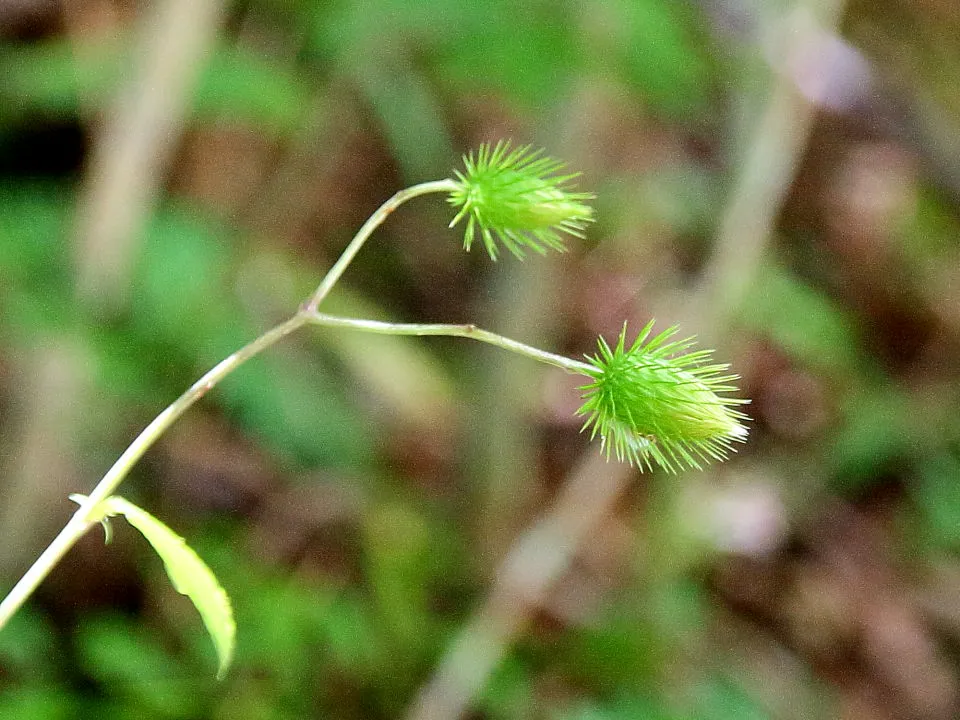 キクバヤマボクチの蕾