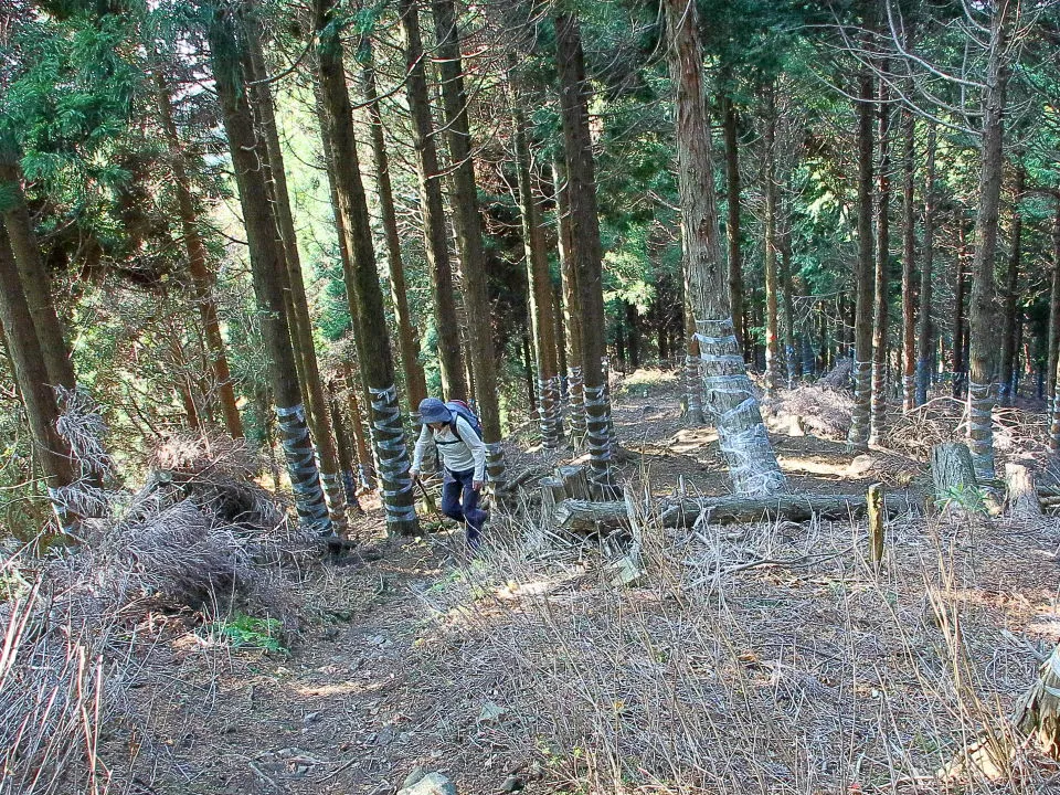 権現山への登山道