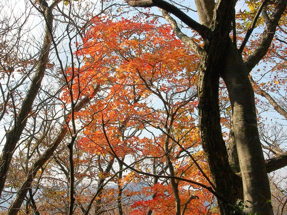 サカ谷道中腹の紅葉