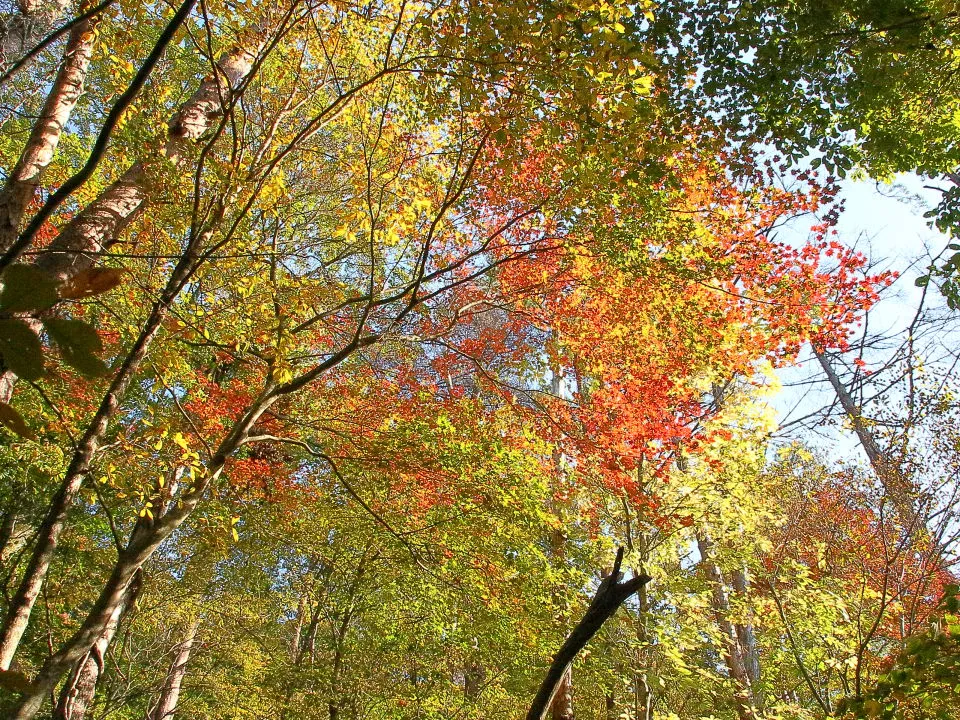 サカ谷道中腹の紅葉