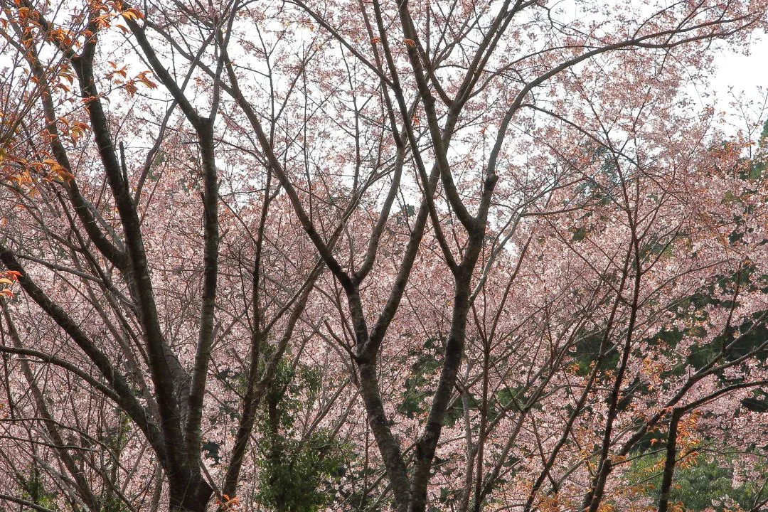 桜の大木