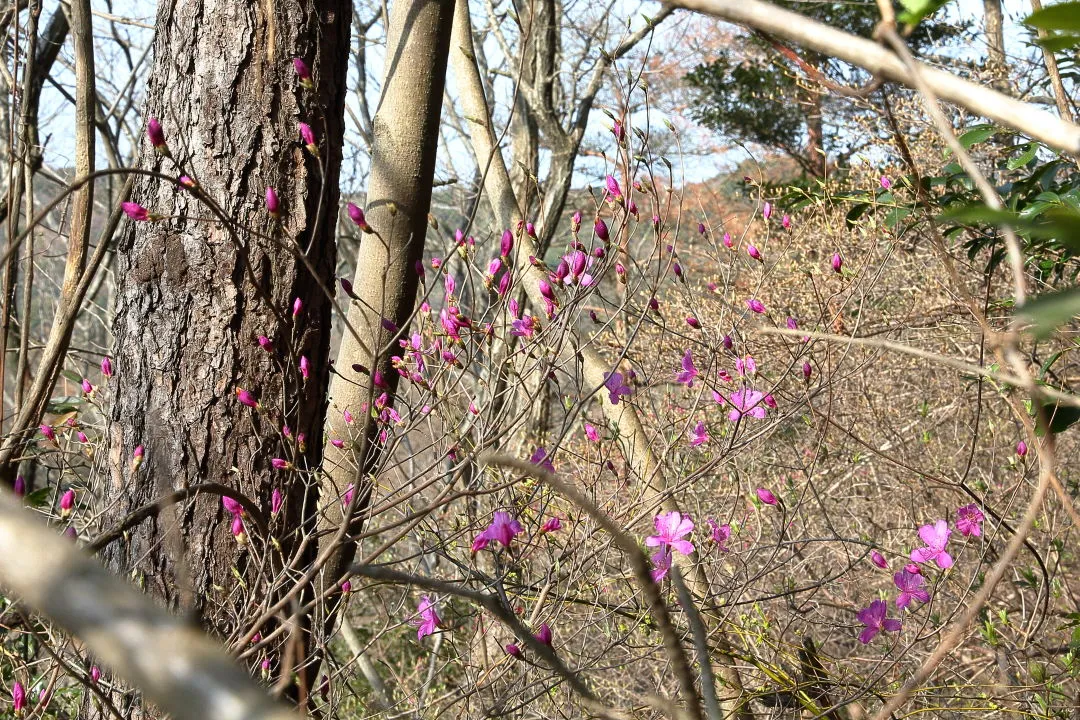 コバノミツバツツジ