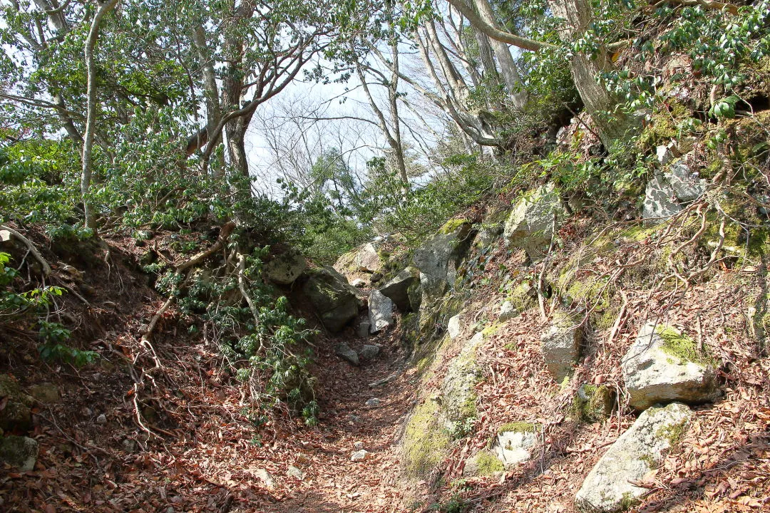 尾根道が近い