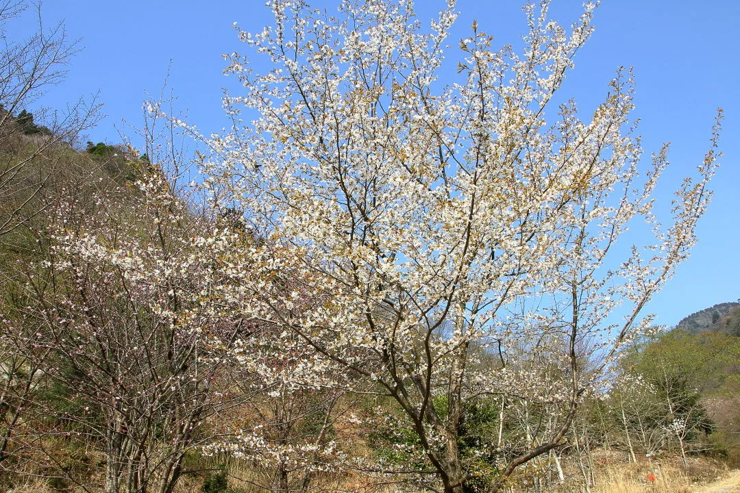 山桜