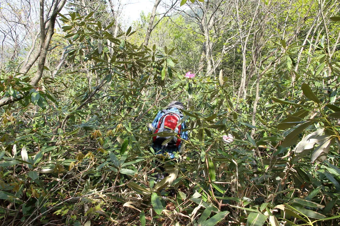 笹藪に覆われた登山道