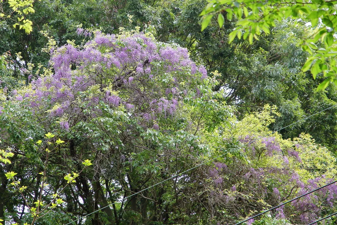 藤の花