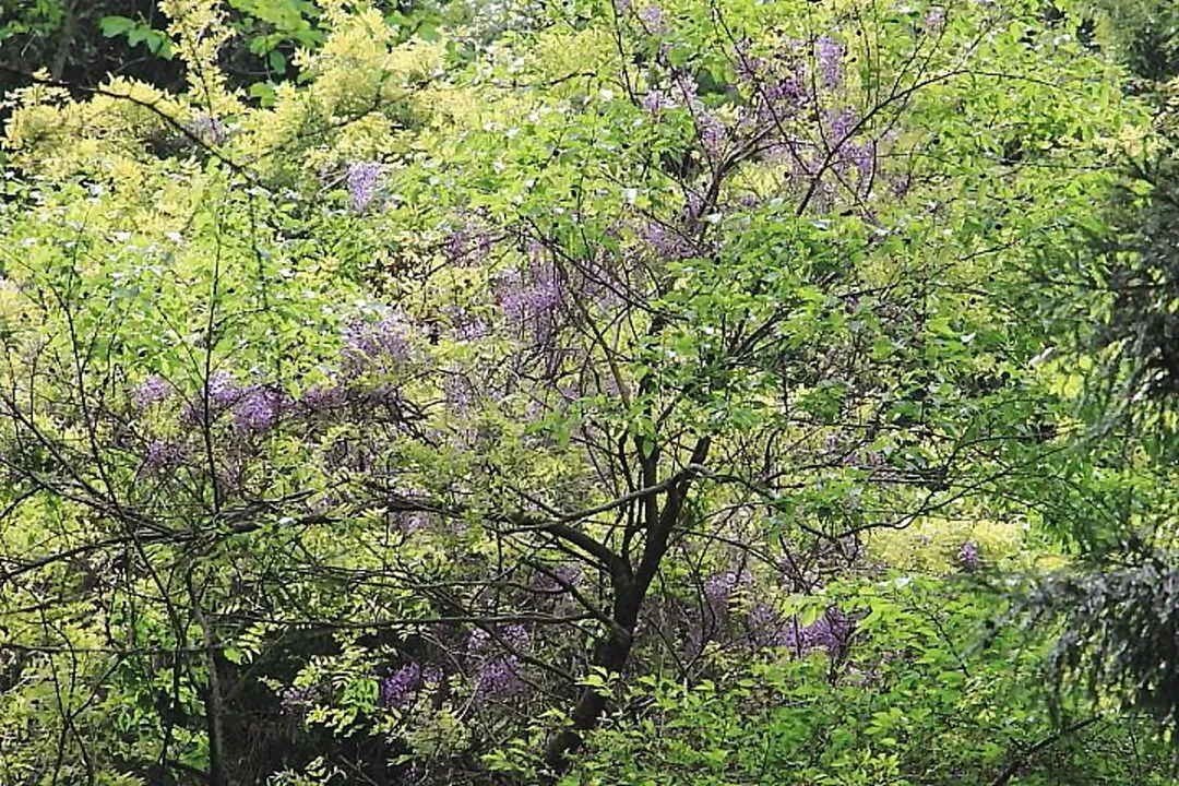 藤の花も見頃