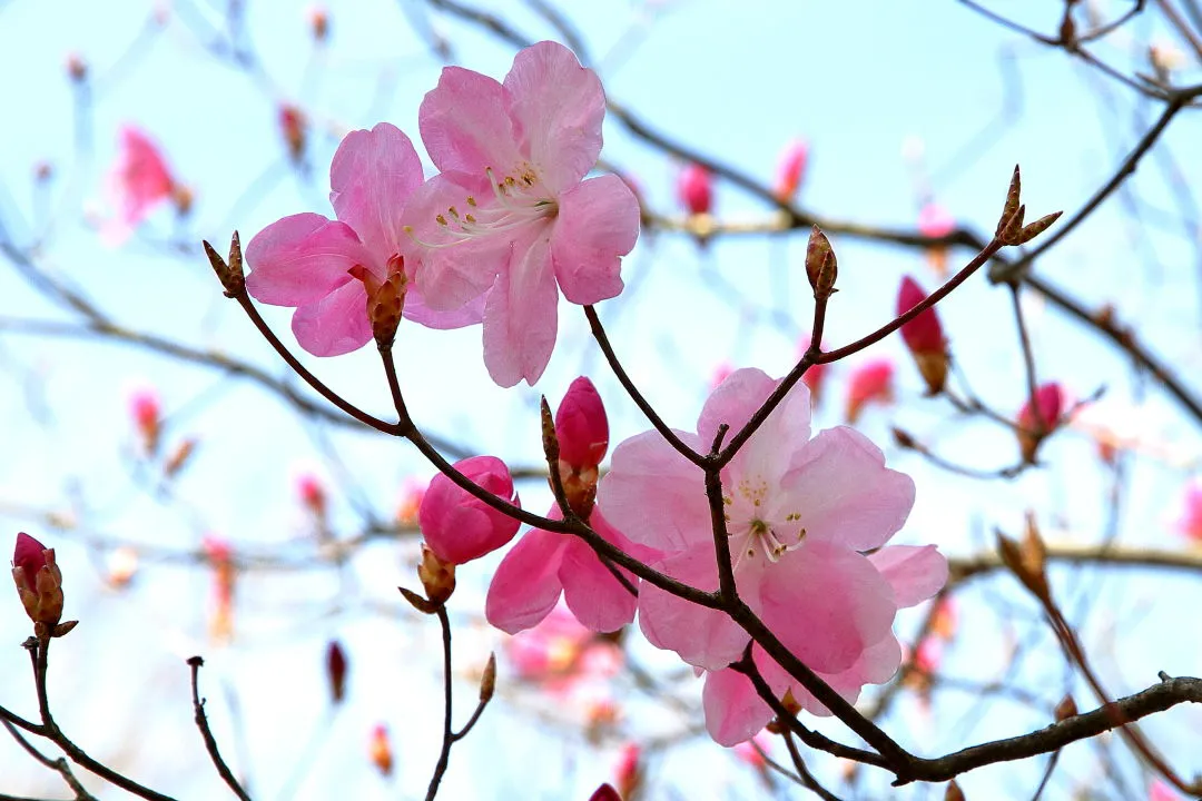 アケボノツツジの花