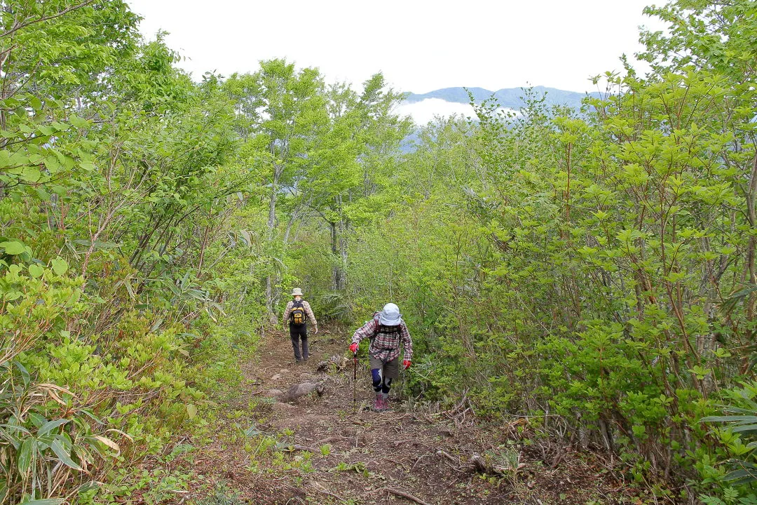 歩きやすい登山道