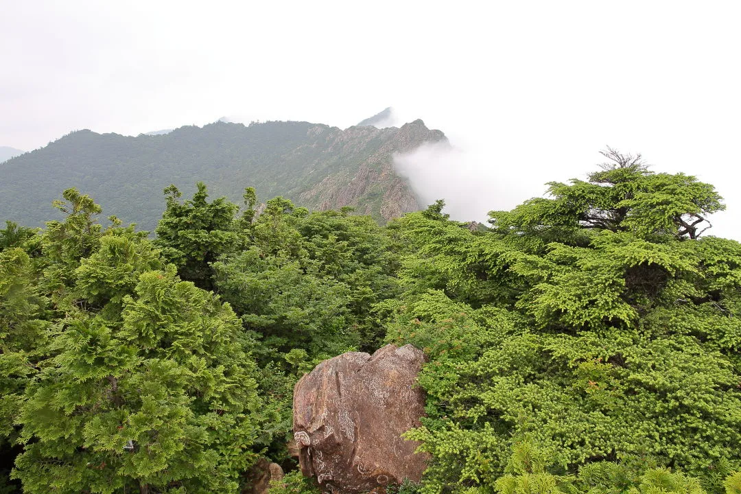 八巻山からガスった東赤石山